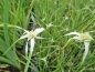 Preview: weißes Sternen-Sumpfgras - Rychnospora colorata
